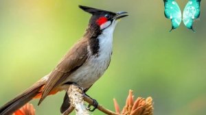 Булбул чиройли куш