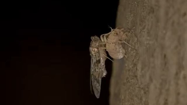 ニイニイゼミの羽化 смотреть онлайн