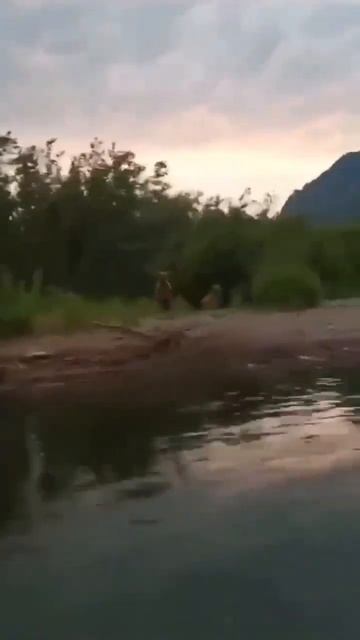 На Камчатке медведица напала на туристов, которые катались на лодке. #дальнийвосток #камчатка смотреть онлайн