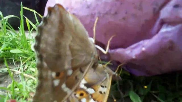 Живая природа смотреть онлайн