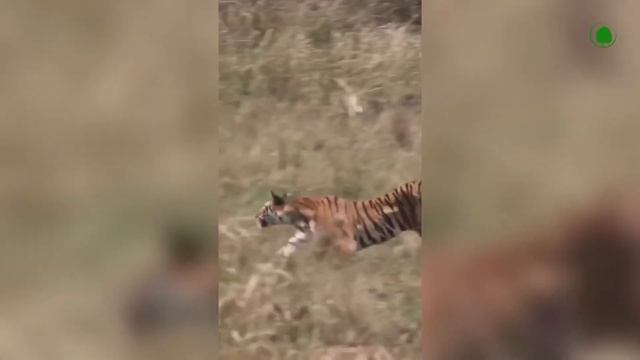 Дикая схватка бурого Медведя с Амурским Тигром за Тайгу"@"Живая Природа смотреть онлайн