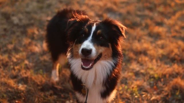 AUSTRALIAN SHEPHERD NAVY I 16 MONTHS смотреть онлайн