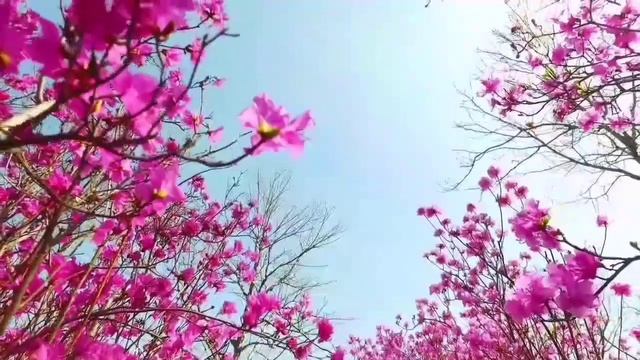 ДУНЯ ДЕРЖИСЬ! ОЛЬГА УРАЛОЧКА LIVE. ОБЗОР. смотреть онлайн