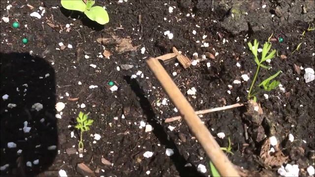 Meet The Greens: A Therapeutic MissLOretta'esque Garden Update смотреть онлайн