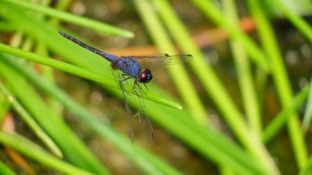 Trithemis festiva male (19Oct2014) смотреть онлайн