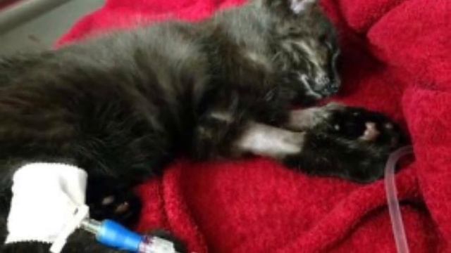 На земле валялся мешок… Мужчина заглянул внутрь – там был беспомощный котенок! Он был не так прост смотреть онлайн