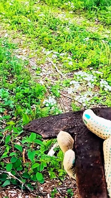 Как загажены наши леса! смотреть онлайн