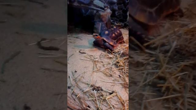 Екатеринбуржский зоопарк :) смотреть онлайн