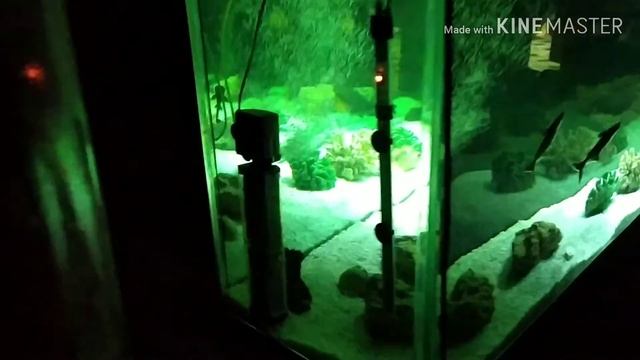 аквариум 800 литрли тунда жудаям чиройли куринар екан. 👍👍👍👍👍 смотреть онлайн