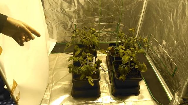 The continuing Saga of LED vs Metal Halide Experiment смотреть онлайн