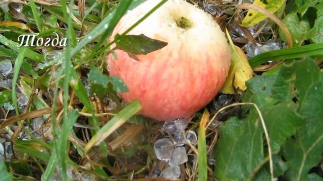 Ролик к году экологии смотреть онлайн