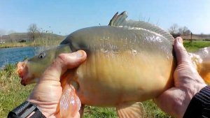 Рыбалка. Весенние карпы и караси. Нижнеподкумск. Колхозные пруды. Ставропольский край.