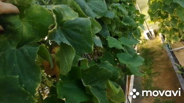 Опять ведро огурцов..есть ли смысл сажать огурцы в июле и высаживать в мульчу в апреле смотреть онлайн