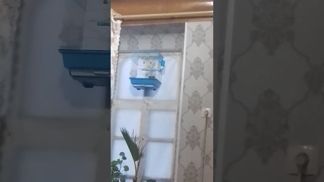 Утреннее пение кенаров