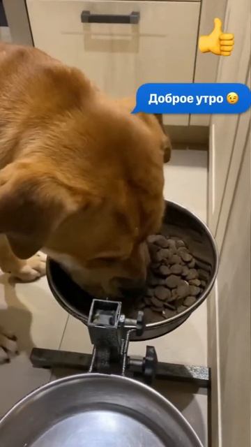 Утро кадебо начинается с еды 😂👍 смотреть онлайн