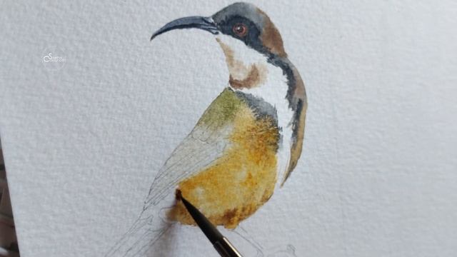 This Watercolor Bird Tutorial Will Blow Your Mind! Watch Me Paint an Eastern Spinebill Step by Step смотреть онлайн