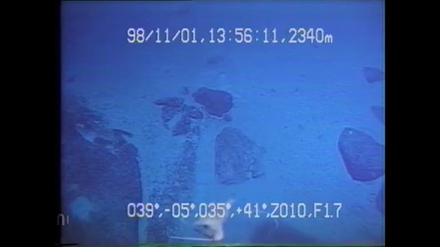 Bigfin Squid footage 1998 - Magnapinna squid смотреть онлайн