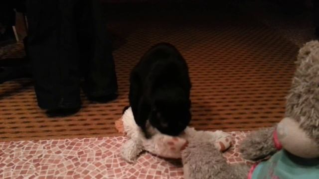 котопес по-русски смотреть онлайн