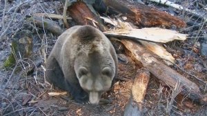 Медведь Мансур - Операция «Труха»