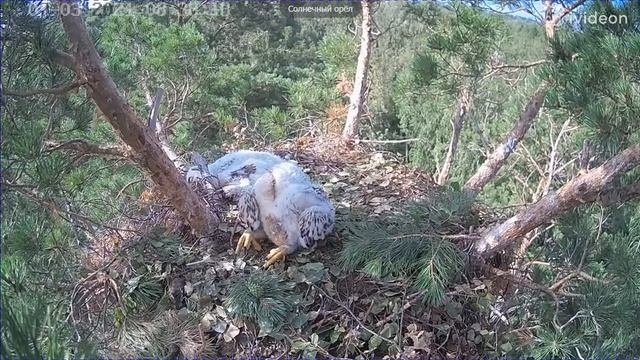 Солнечный орёл в Ульяновске — Утренний туалет 03 07 2021 смотреть онлайн