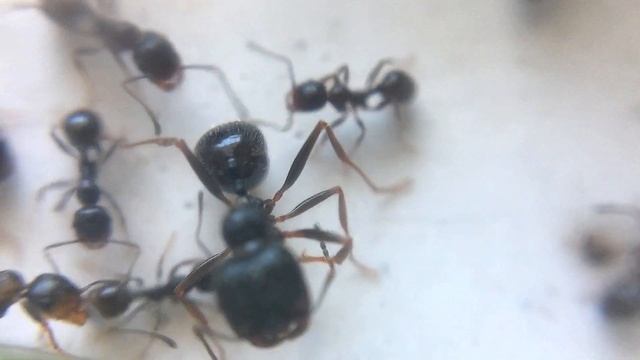 Переходная форма. Сравнение размеров с маткой и рабочими Messor Structor