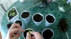 Пикировка астры. Результат пикировки через 21 день