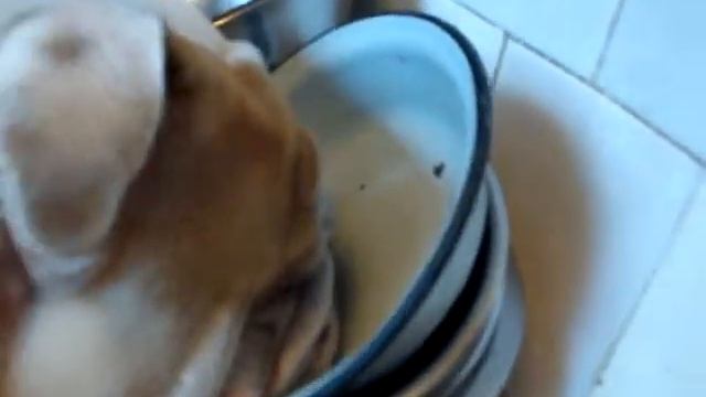 Бульдог.(Время есть ,а есть нечего.) смотреть онлайн