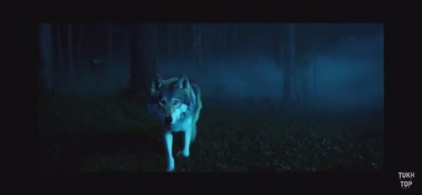 Волк в ночном тумане