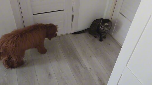 Молодой карликовый пудель Барни пытается дружить со взрослой кошкой по кличке Шера. 22032024.