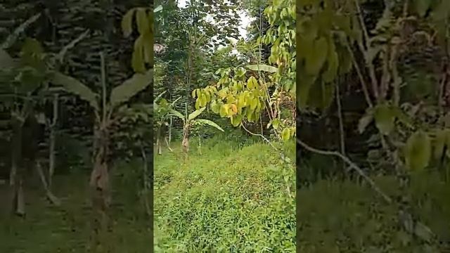 # jual kebun duren musangking sudah ber buah ada 50 pohon rambutan sudah ber buah Luas tanah 1 hkta смотреть онлайн