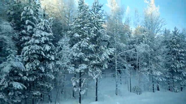 #из окна поезда. #белые деревья #зима в лесу смотреть онлайн