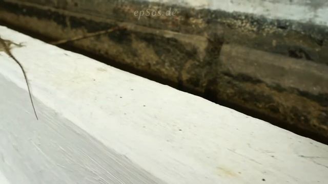Long Lizard is Beautiful смотреть онлайн