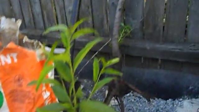 саженцы персика начало июня.2017ЛисСад смотреть онлайн