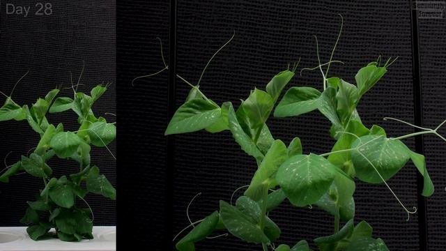 Growing Peas from Pea 🌱 Plant Time Lapse смотреть онлайн