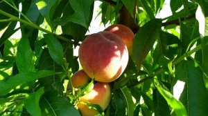 Персик Посол Мира