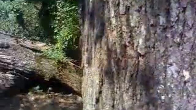 Дуб 2 метра. смотреть онлайн