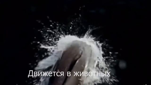 живой источник смотреть онлайн