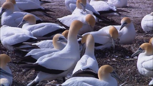 Wildlife - живая природа смотреть онлайн