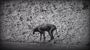 Опасный монстр: Природа и свойства Чупакабры | Легенда о Чупакабре