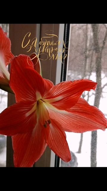 #цветы #Амариллис #Доброе_утро смотреть онлайн