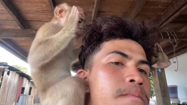 ASMR Monkey Grooming| Smart Zueii Grooming Me Very Nice