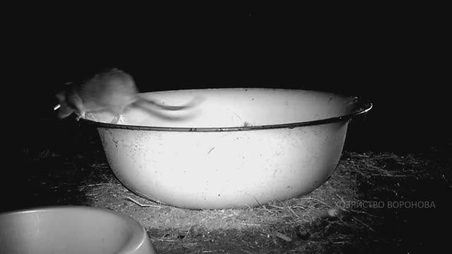 Грызуны в выгуле. Крысы смотреть онлайн