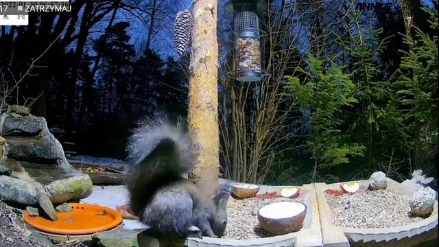 Wiewiór 🐿️ Leśny Zakątek 30.01.2022 смотреть онлайн