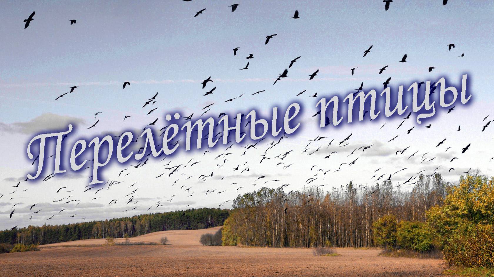 Перелётные птицы. Песни старого шарманщика.