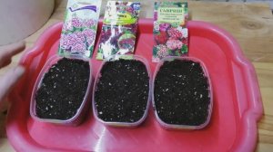 Посев и всходы трёх сортов гвоздики турецкой