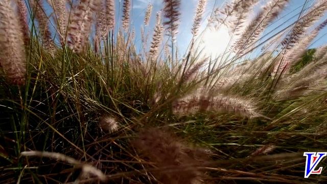 Я дотащу тебя, сынок ! смотреть онлайн