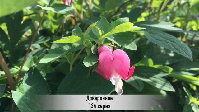 ДОВЕРЕННОЕ 134 серия русская озвучка {ДАТА ВЫХОДА И АНОНС} / Emanet 134. Bölüm смотреть онлайн