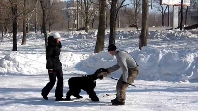 Нок, 1 год, обучение защиты.wmv смотреть онлайн