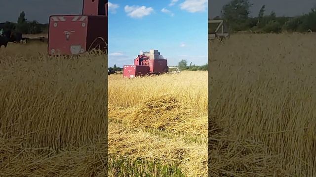 комбайн Ін 321 молотить жито.2023р смотреть онлайн