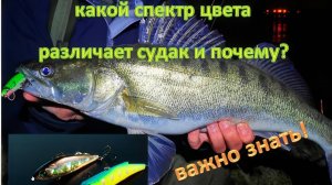 Какой спектр цвета, различает судак и почему? Как видит судак под водой?
